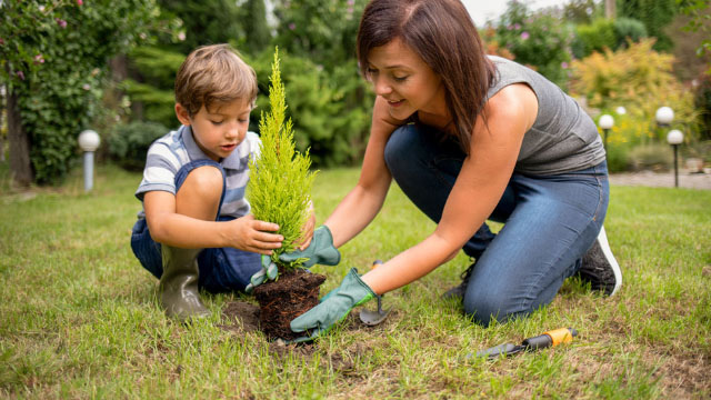 Cum sa planifici cu atentie plantarea unui copac in gradina ta